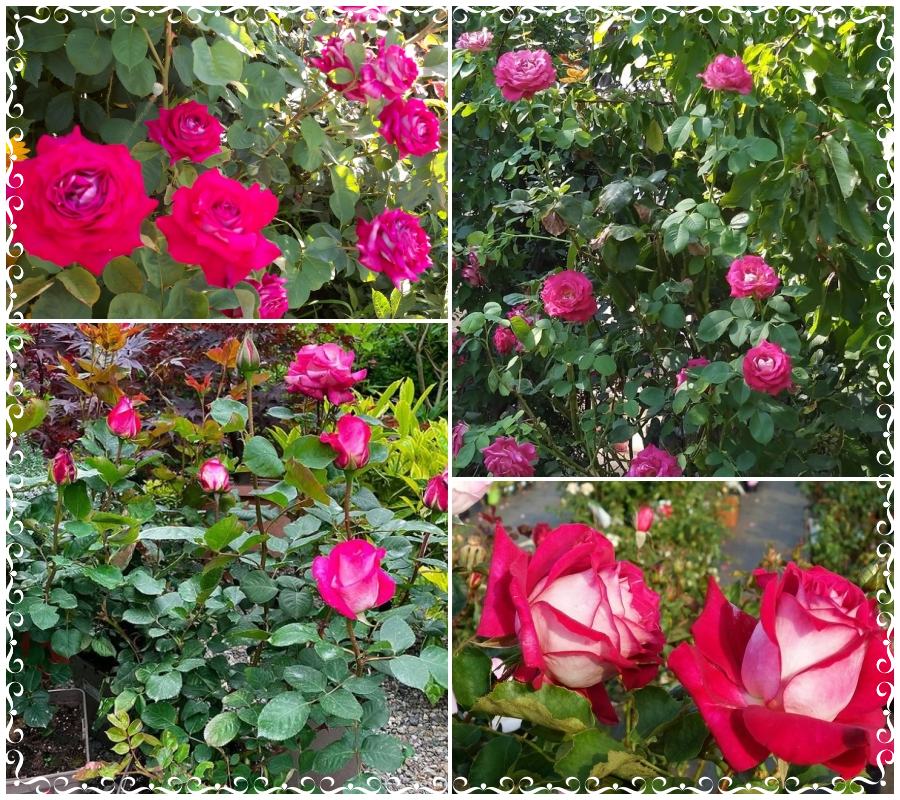 Monica Bellucci róże wielkokwiatowe